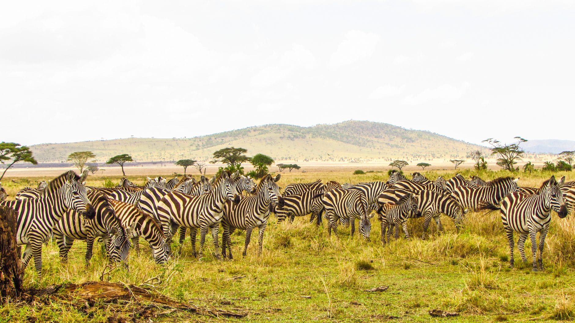 Eine Herde von Zebras grasend auf den Grasebenen des Serengeti-Nationalparks mit Hügeln im Hintergrund.