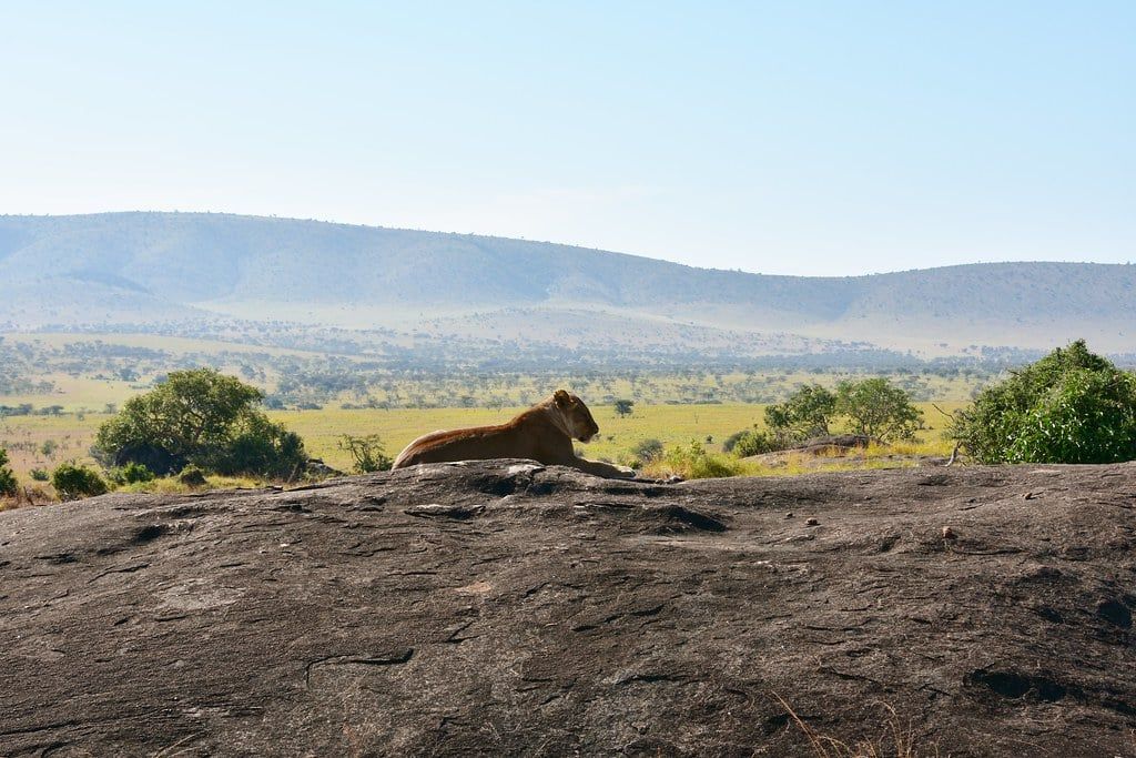 A lioness rests atop a granite kopje overlooking the open plains of Serengeti National Park.