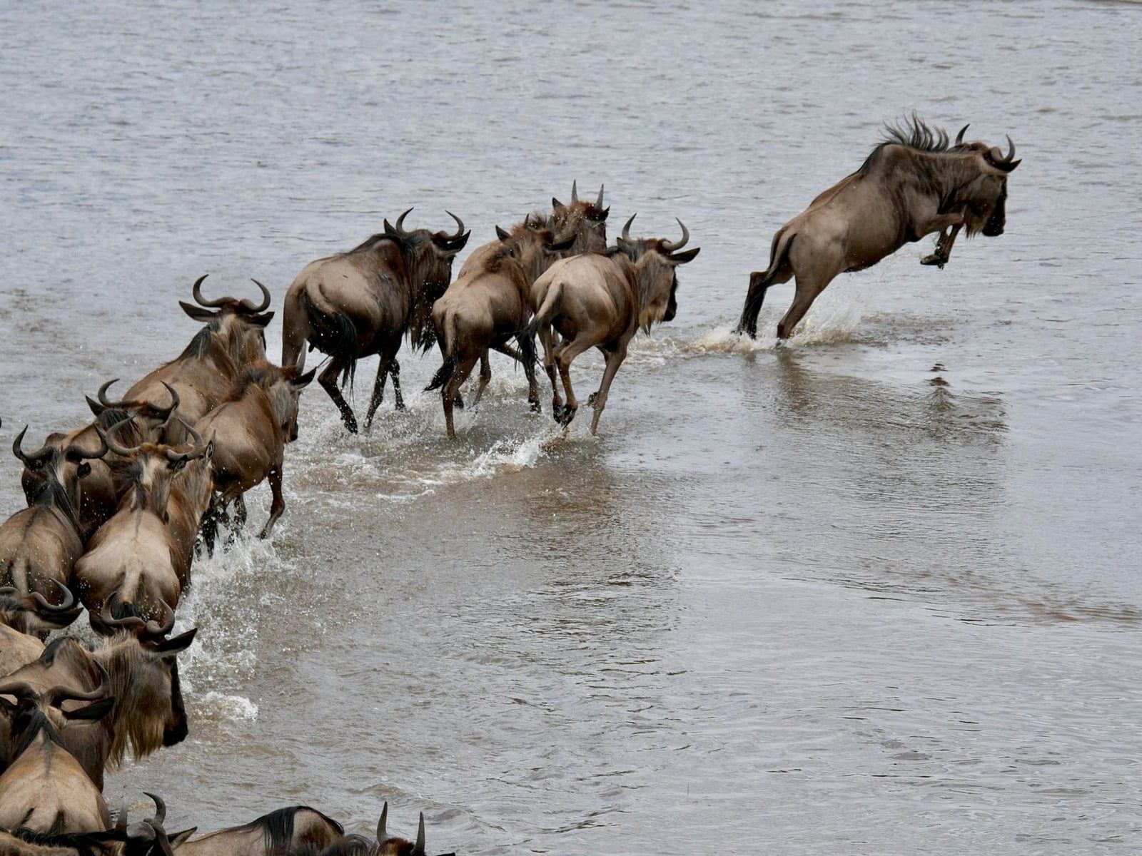 A herd of wildebeest leaps and wades through river water during the Great Migration in Serengeti National Park.