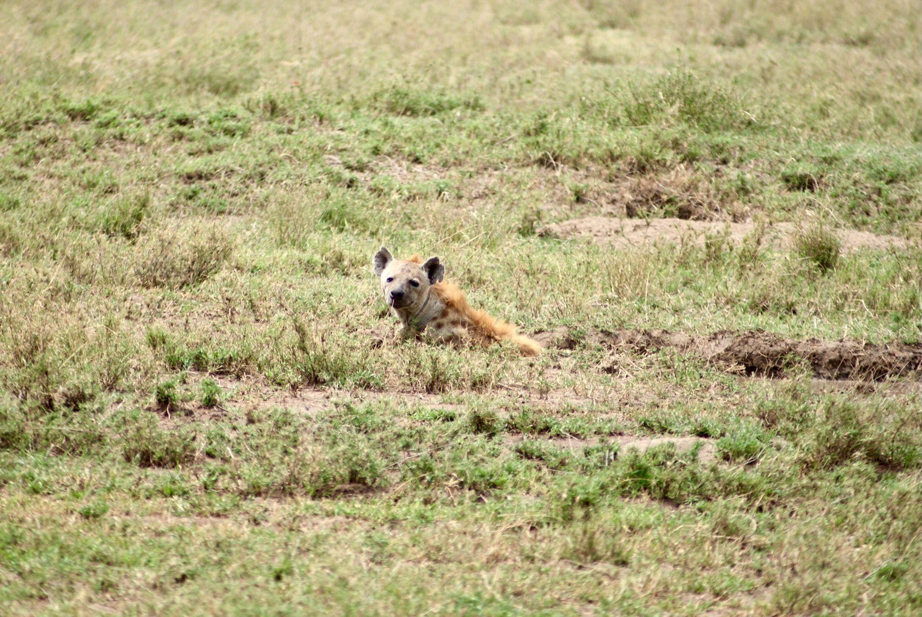 Eine Tüpfelhyäne ruht in der offenen Grassteppe des Serengeti-Nationalparks.