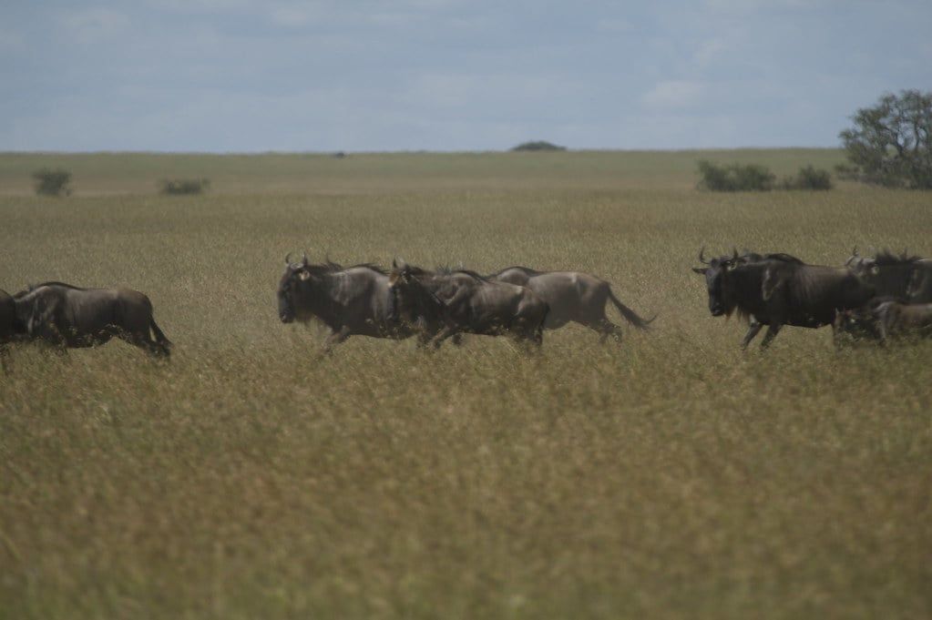 A herd of wildebeest runs across the expansive grassy plains of Serengeti National Park.