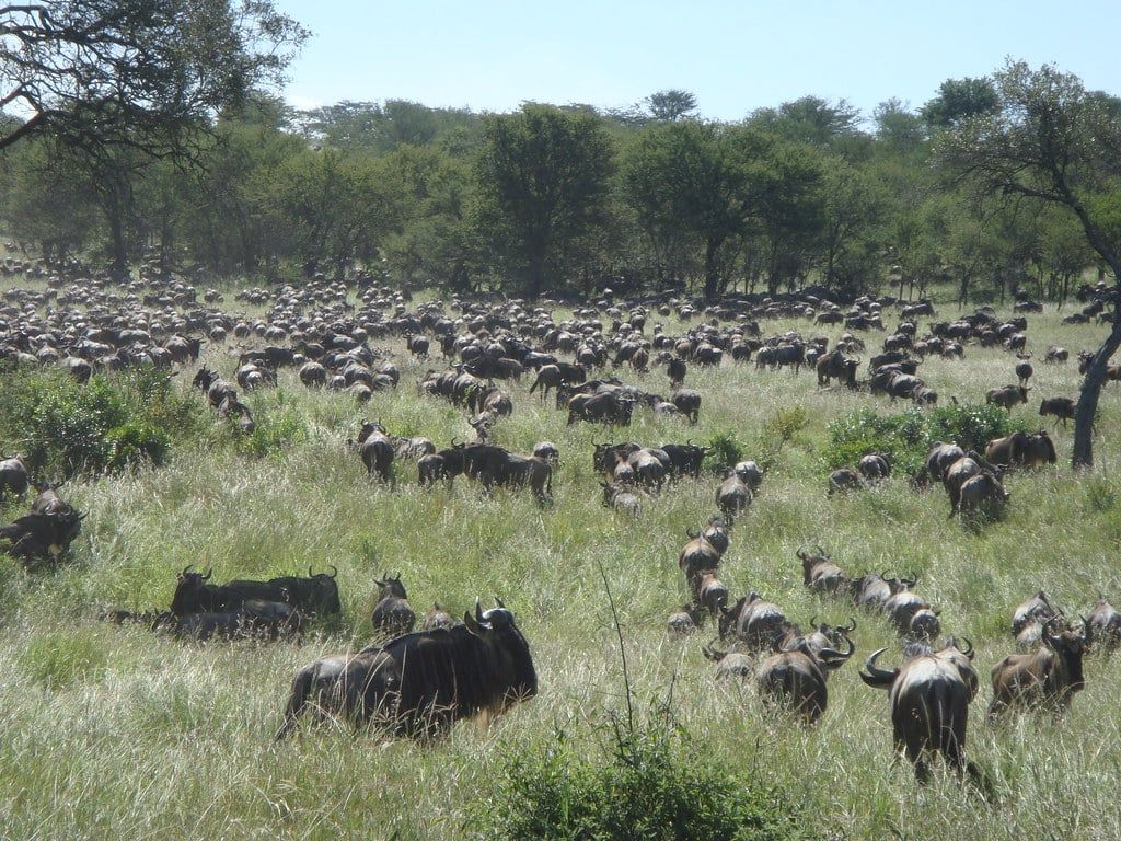 A massive herd of wildebeest spreads across the green grass plains during the Great Migration in Serengeti National Park.