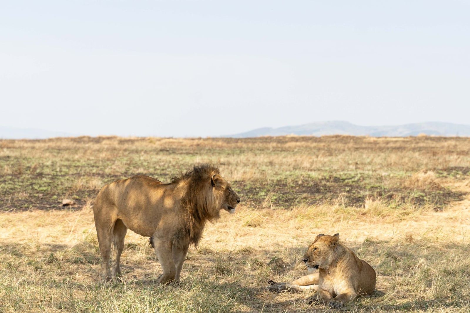 A male and female lion resting in the open golden grasslands of Serengeti National Park.