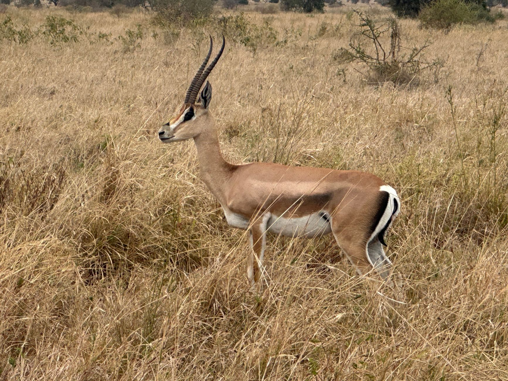 Eine Gazelle steht im hohen, trockenen Gras des Serengeti-Nationalparks.