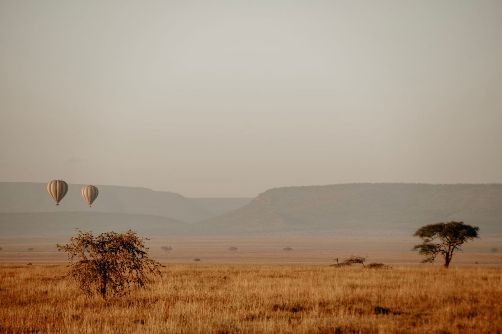 Two hot air balloons drift over the golden plains and acacia trees of Serengeti National Park at sunrise.