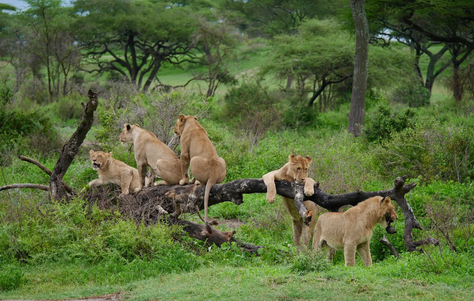 Serengeti-Nationalpark