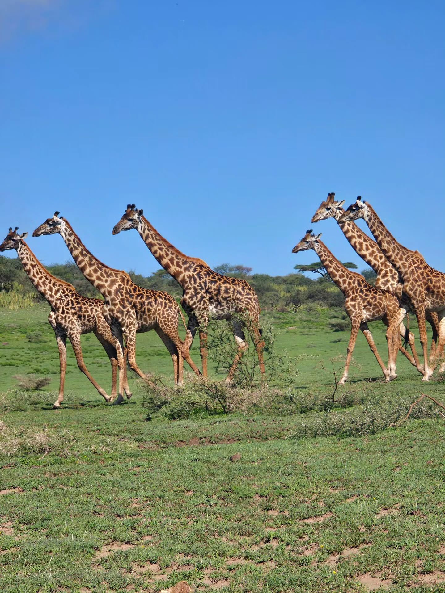 Serengeti-Nationalpark Ansicht