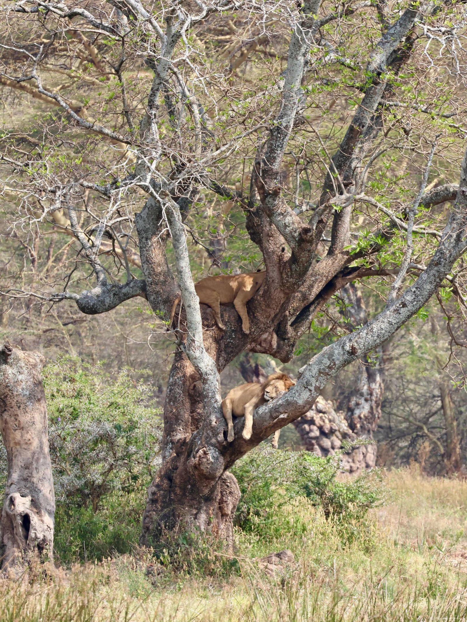 Serengeti-Nationalpark Ansicht