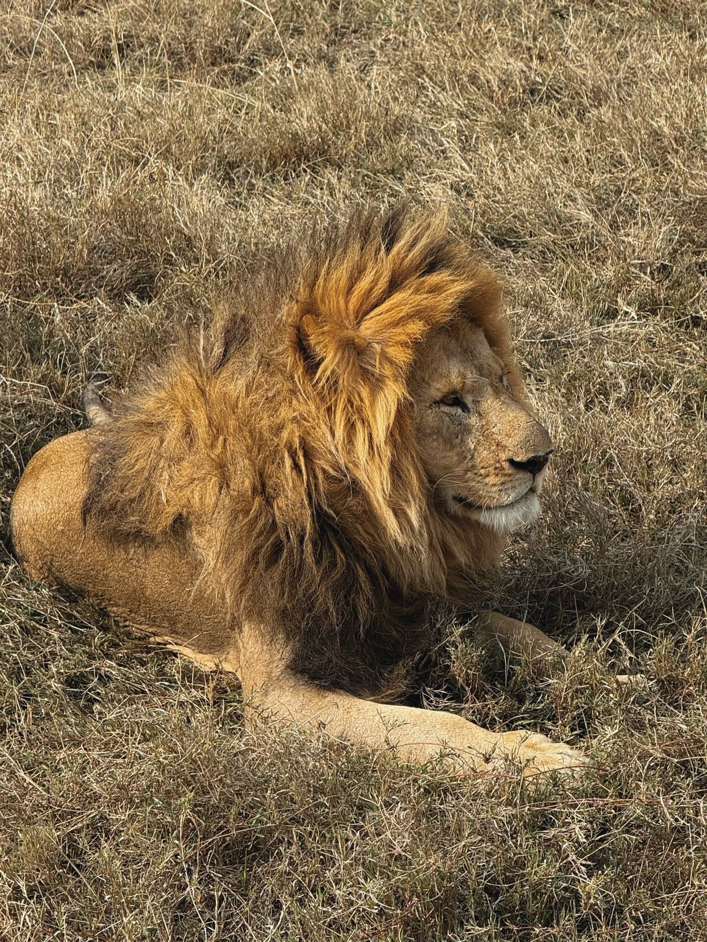 Serengeti-Nationalpark Tour-Besucherfoto