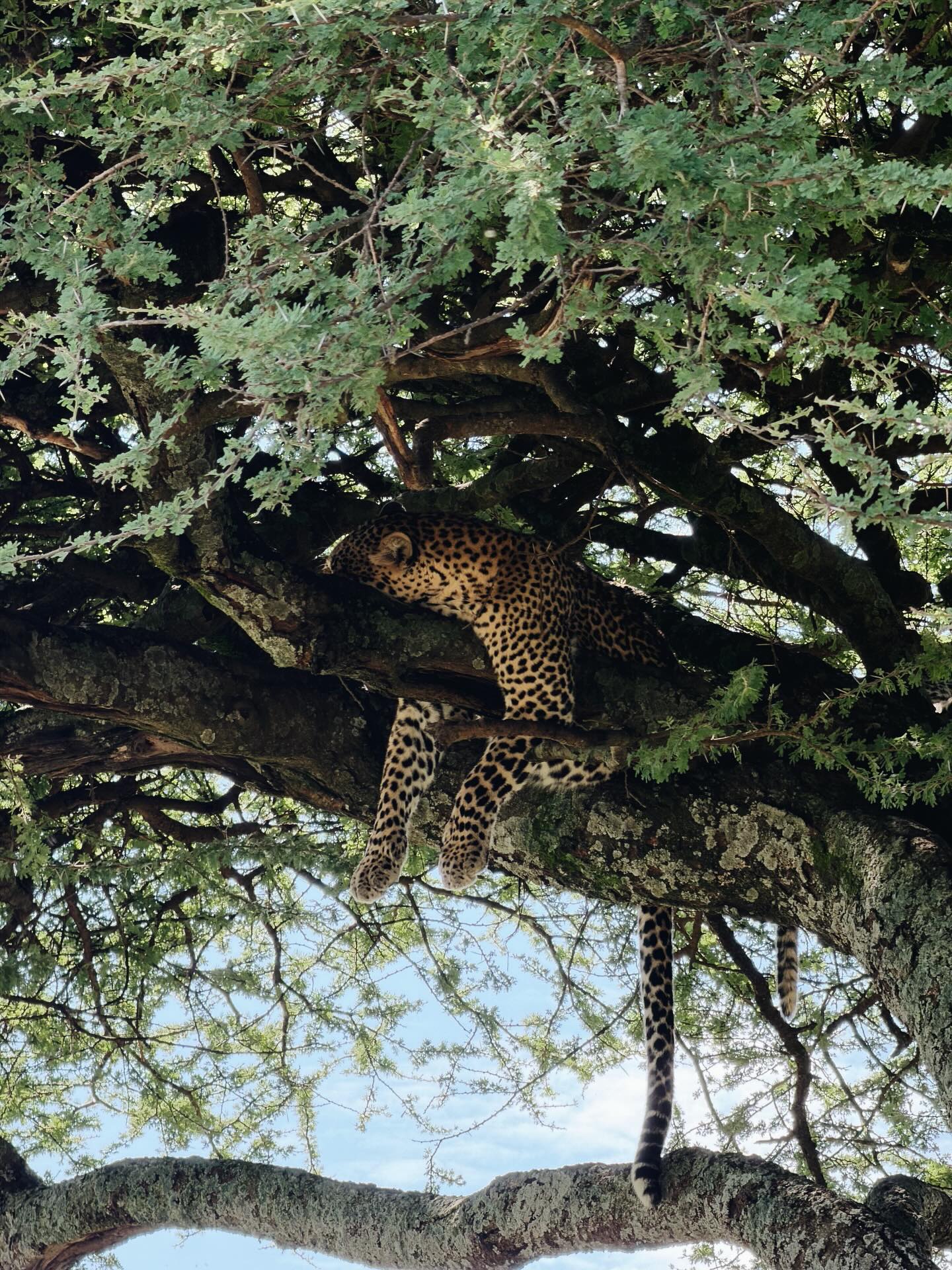 Serengeti-Nationalpark Tour-Besucherfoto